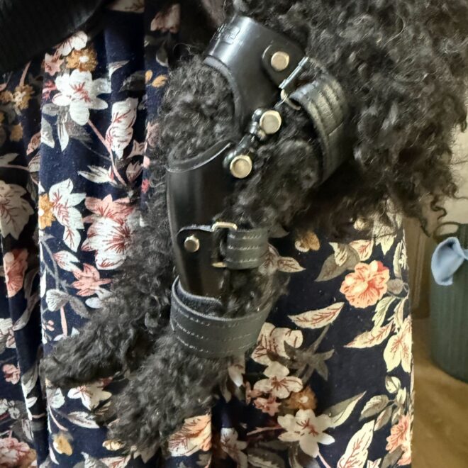 십자인대 파열 반려견에 꼭 필요한 보조기