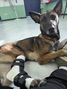 마리노이즈 아킬레스건 파열 수술 후 재활관리 가이즈 | 강아지 보조기 전문제작 네발로