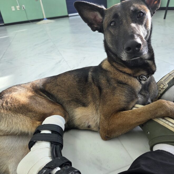 마리노이즈 아킬레스건 파열 수술 후 재활관리 가이즈 | 강아지 보조기 전문제작 네발로