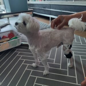 강아지 보조기 전문제작 네발로 | 말티즈 십자인대파열 보조기로 다시 걷는 겨울이의 이야기