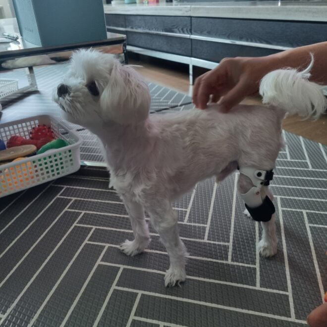 강아지 보조기 전문제작 네발로 | 말티즈 십자인대파열 보조기로 다시 걷는 겨울이의 이야기