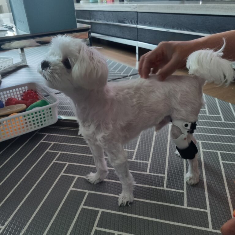 강아지 보조기 전문제작 네발로 | 말티즈 십자인대파열 보조기로 다시 걷는 겨울이의 이야기
