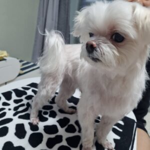 네발로 강아지 보조기 전문제작 말티즈 십자인대파열 보조기, 동물병원과 협업으로 만든 재활 솔루션