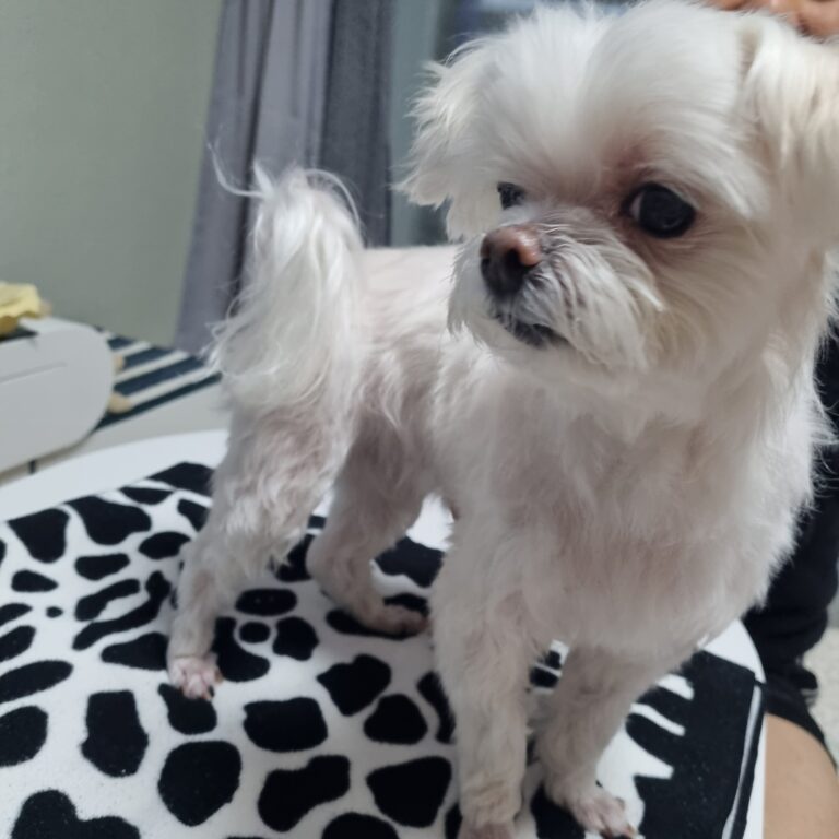 네발로 강아지 보조기 전문제작 말티즈 십자인대파열 보조기, 동물병원과 협업으로 만든 재활 솔루션