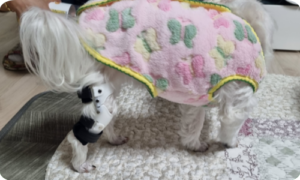 네발로 말티즈 십자인대파열 보조기