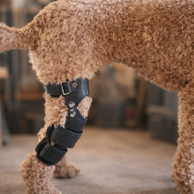 수술이 어려운 강아지에게 필요한 현실적인 재활 선택, 강아지 보조기 관리 방법