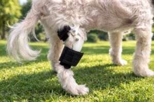 노령견 재활보조기 필요성- 보행 회복을 위한 전문 접근