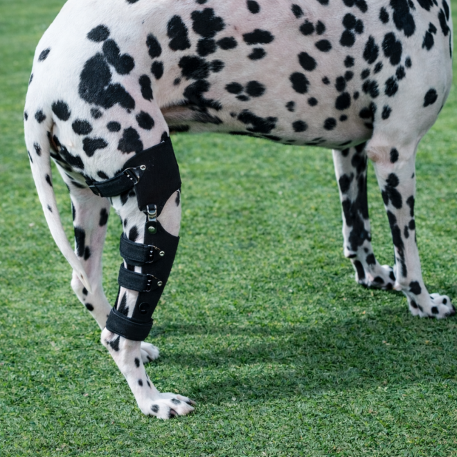 노령견 관절질환_강아지 보조기 전문제작 네발로