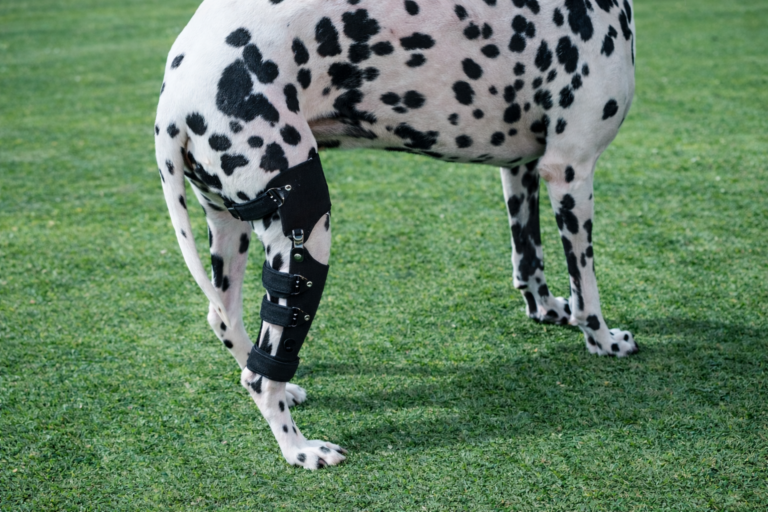 노령견 관절질환_강아지 보조기 전문제작 네발로