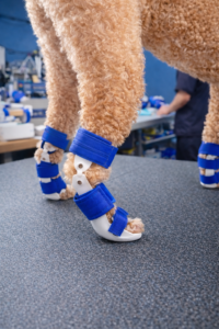 네발로 강아지 보조기 전문제작｜강아지 발목 과신전, 지금 개입이 필요한 이유