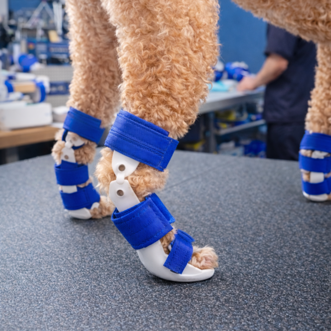 네발로 강아지 보조기 전문제작｜강아지 발목 과신전, 지금 개입이 필요한 이유