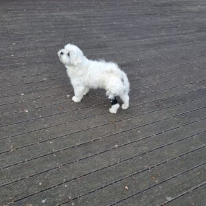 강아지 보조기 전문제작 네발로 노령견이 갑자기 다리를 들기 시작했다면 꼭 확인하세요