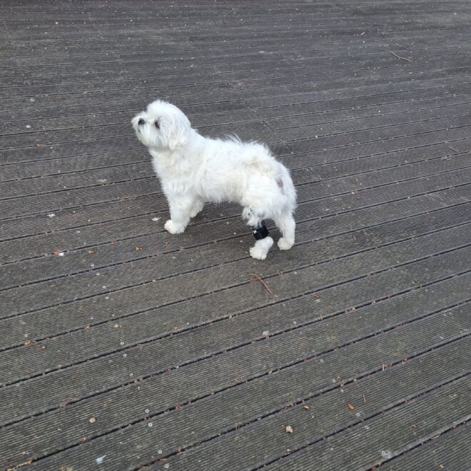 강아지 보조기 전문제작 네발로 노령견이 갑자기 다리를 들기 시작했다면 꼭 확인하세요