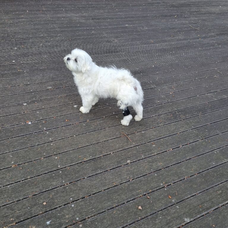 강아지 보조기 전문제작 네발로 노령견이 갑자기 다리를 들기 시작했다면 꼭 확인하세요