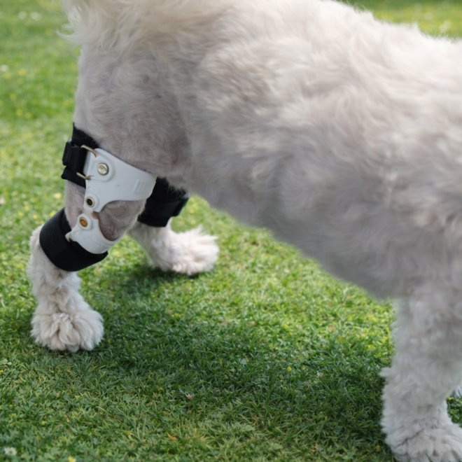 말티즈 무릎질환 보조기