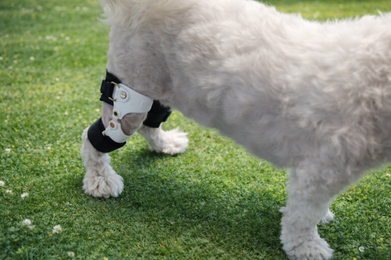 말티즈 무릎질환 보조기