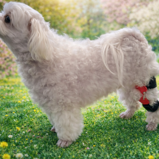 강아지 뒷다리 절뚝 원인과 관리 방법_네발로