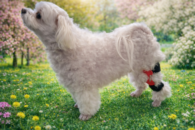 강아지 뒷다리 절뚝 원인과 관리 방법_네발로