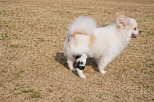 포메라니안 십자인대 보조기, 왜 맞춤 제작이 중요할까요?
