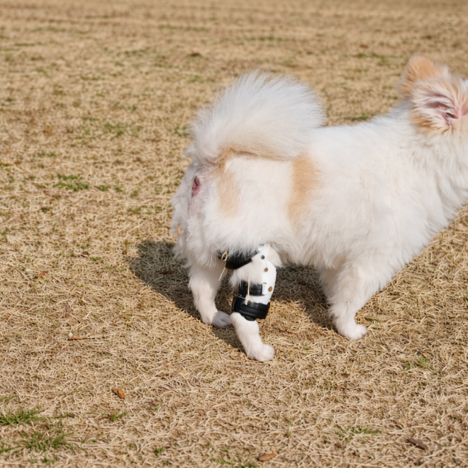 포메라니안 십자인대 보조기, 왜 맞춤 제작이 중요할까요?
