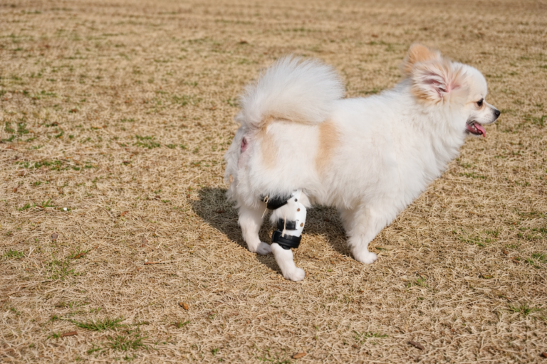 포메라니안 십자인대 보조기, 왜 맞춤 제작이 중요할까요?