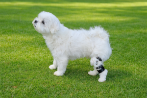 말티즈 보조기 필요한 겨우는? 무릎 흔들림, 보행 불안정 보호자 가이드