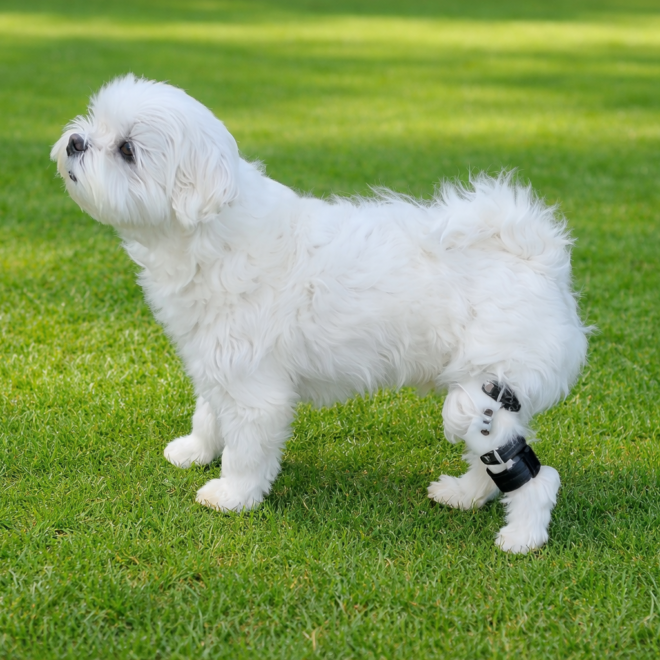말티즈 보조기 필요한 겨우는? 무릎 흔들림, 보행 불안정 보호자 가이드