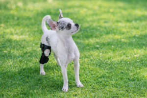 치와와 슬개골 탈구, 수술을 할 수 없다는 현실 앞에서-강아지 보조기 전문제작 네발로 사례