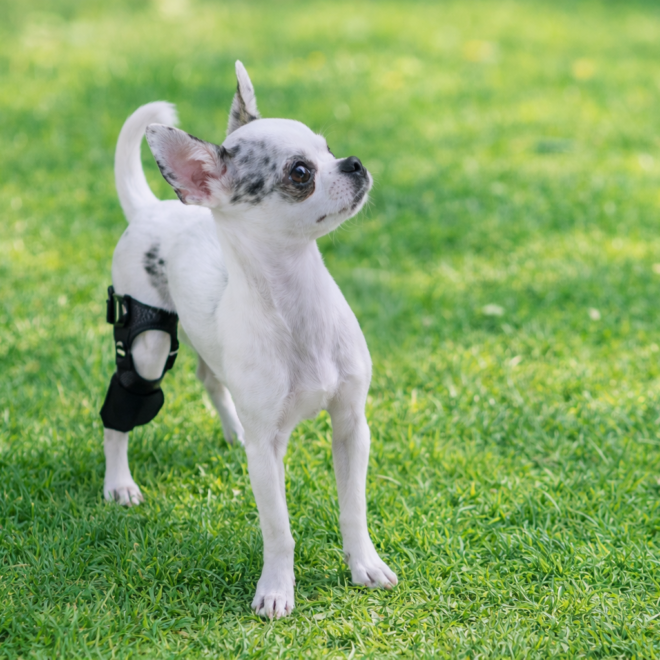 치와와 슬개골 탈구, 수술을 할 수 없다는 현실 앞에서-강아지 보조기 전문제작 네발로 사례
