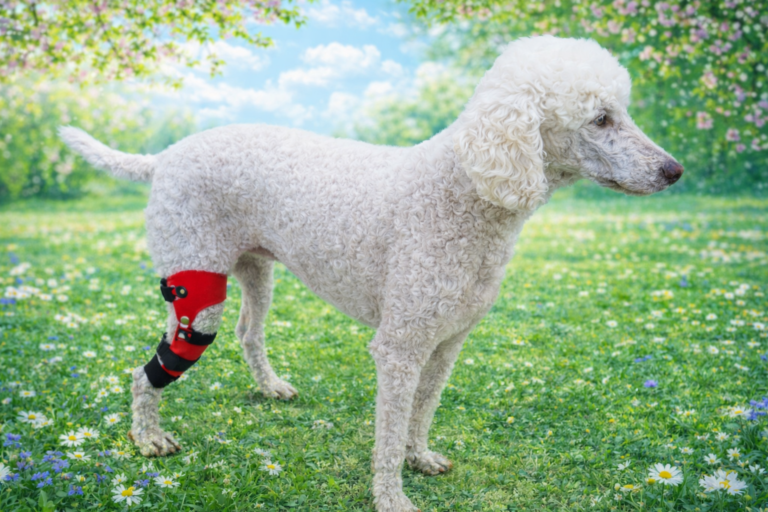 강아지 보조기 전문제작 네발로-강아지 십자인대 보조기, 보행 분석이 중요한 이유