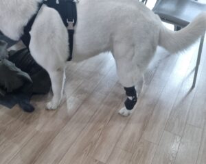 강아지 보조기 전문제작 네발로_진돗개 뒷발목 과신전 재활