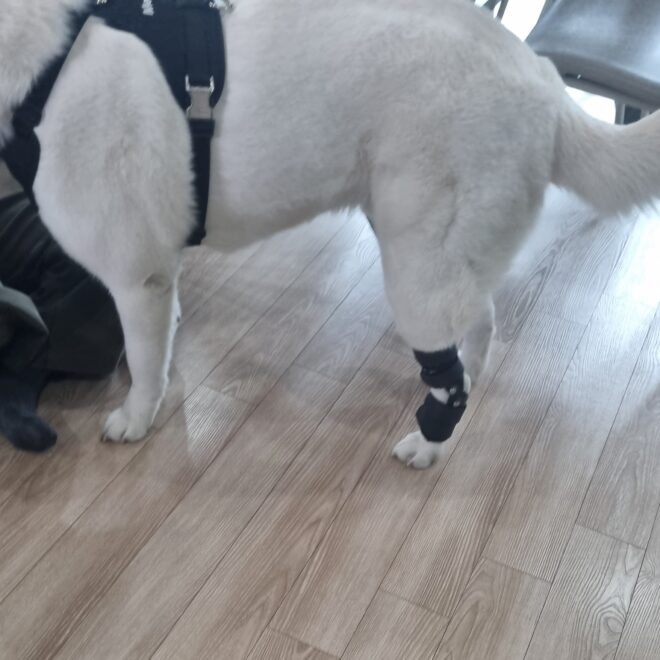 강아지 보조기 전문제작 네발로_진돗개 뒷발목 과신전 재활