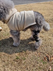 네발로 반려견 재활 분석