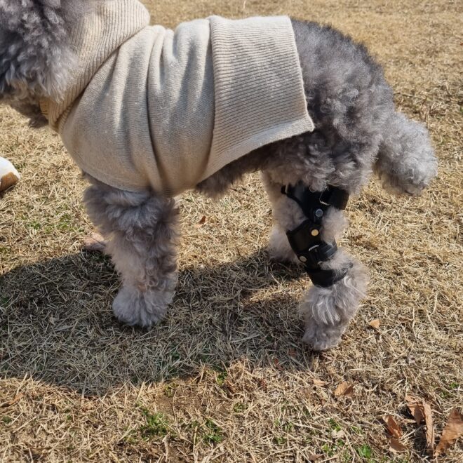 네발로 반려견 재활 분석