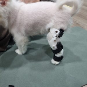 포메라니안 무릎 발목 과신전 보조기_네발로