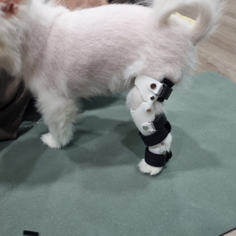 포메라니안 무릎 발목 과신전 보조기_네발로