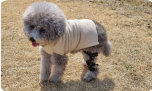 강아지 십자인대 보조기 선택 전 꼭 알아야 할 기준과 맞춤 제작 이야기