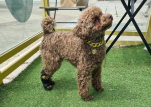 강아지 맞춤 보조기, 관절 질환에서 보행 안정화를 위한 핵심 접근
