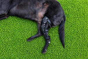 강아지 맞춤 보조기, 산책 중 절뚝거림 관리에 도움이 될까?