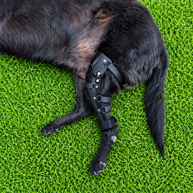 강아지 맞춤 보조기, 산책 중 절뚝거림 관리에 도움이 될까?