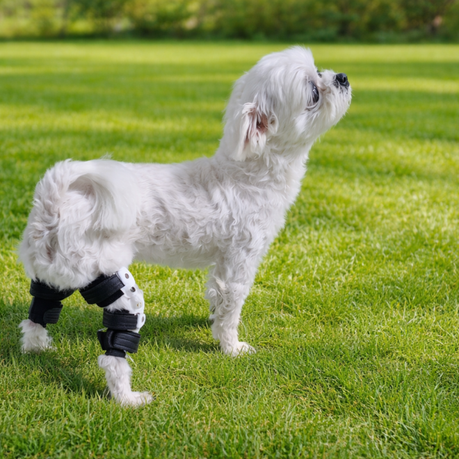 강아지 보조기 전문제작 네발로 강아지 십자인대 보조기
