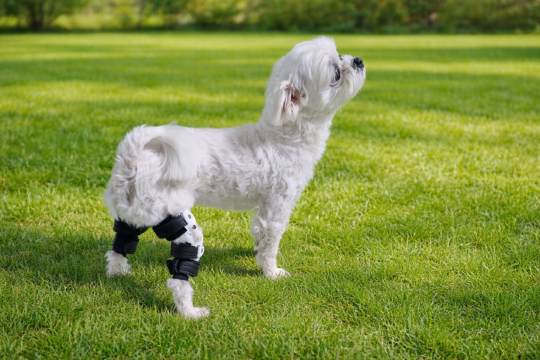강아지 보조기 전문제작 네발로 강아지 십자인대 보조기