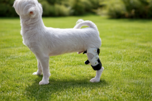 강아지 보조기 제작, 지금 시작해야 하는 신호