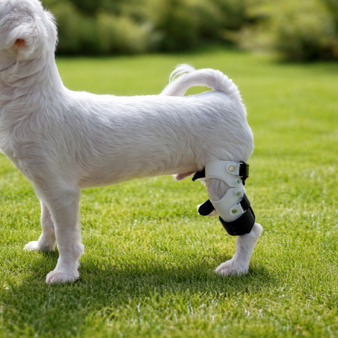 강아지 보조기 제작, 지금 시작해야 하는 신호