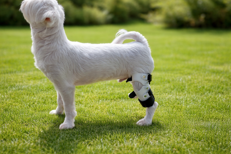 강아지 보조기 제작, 지금 시작해야 하는 신호